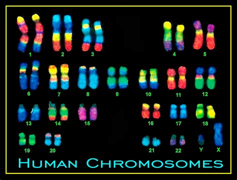 Chromosomes 